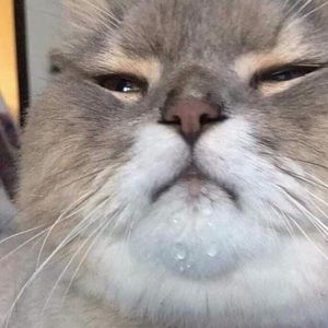 Meet your Posher, Jose